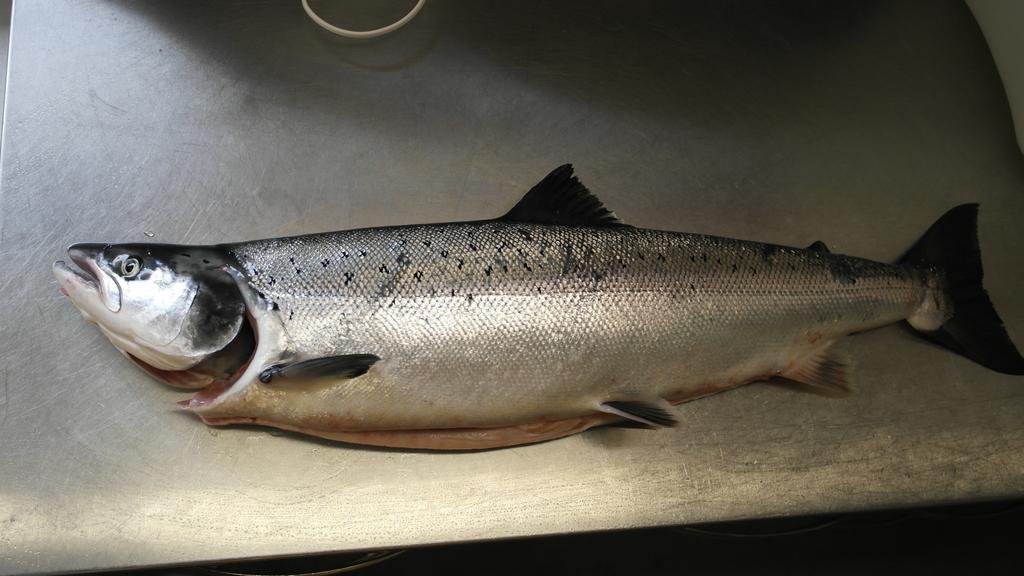 Lomakylät Porotila Toini Sanila